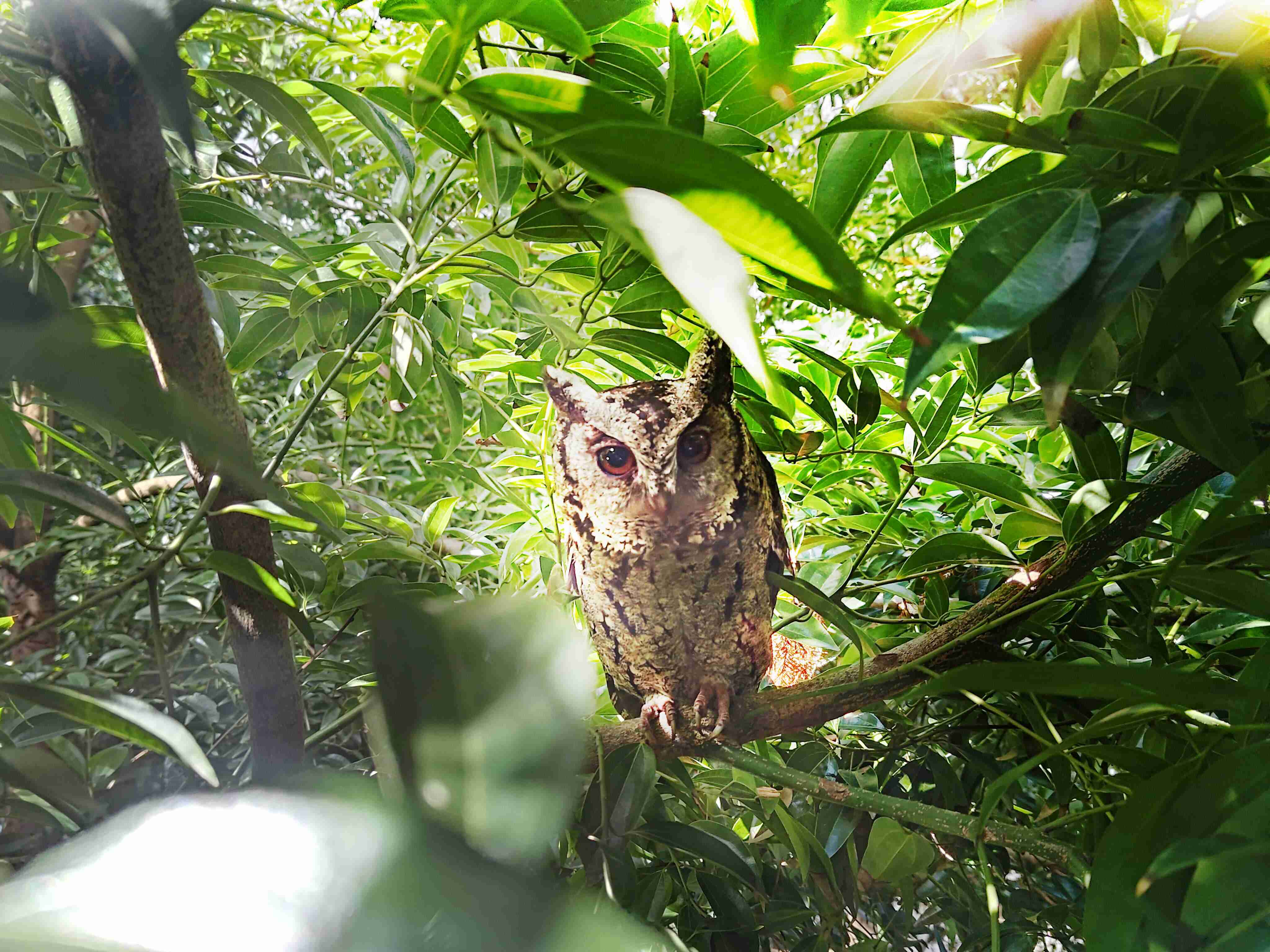 尊龙集团致力提倡净零绿生活，，，16年以来在全球各厂区植树逾百万棵，，，，造就各厂区树木蔚然成林，，犹如森林工厂，，，，成为许多生物的栖息地